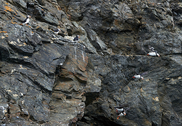 Puffins, Count Them