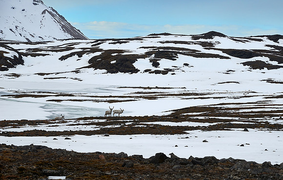 Reindeer Redux