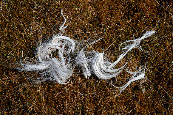 Reindeer Were Here