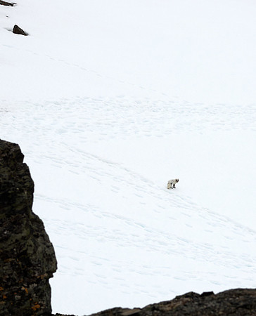 Arctic Fox Redux