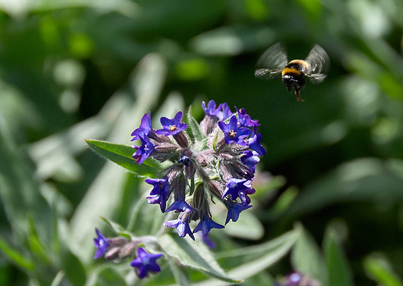 Blue Angle Anchusa