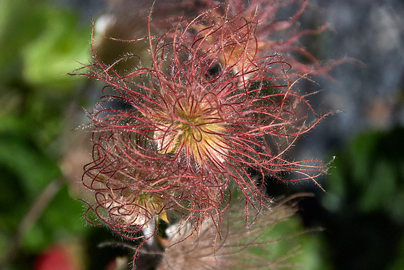 Alpine Avens