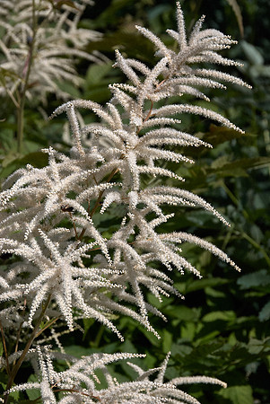 White Astilbe