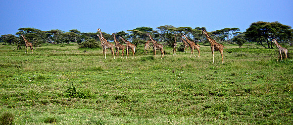 A Tower of Giraffes