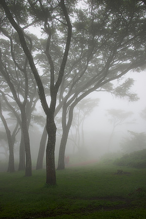 Maids in the Mist