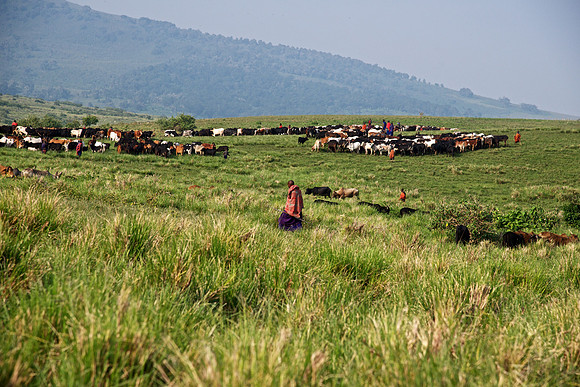 Maasai & Heards