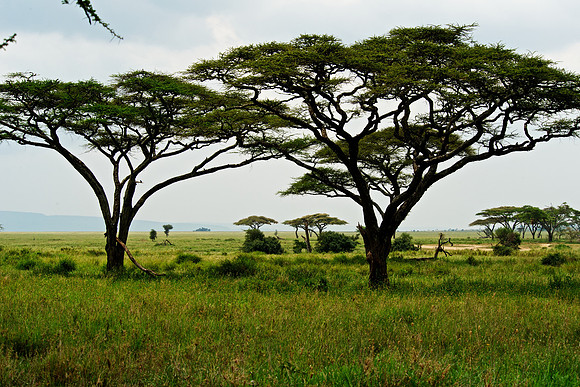 Serengeti Classic