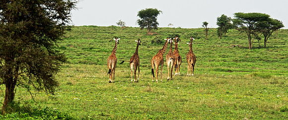 Giraffe Parade