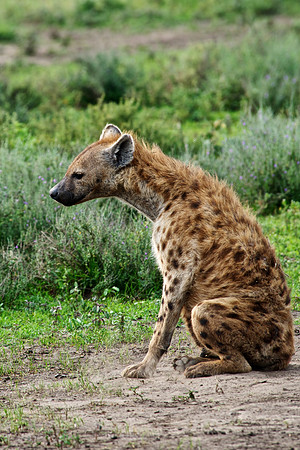 Hyena Profile