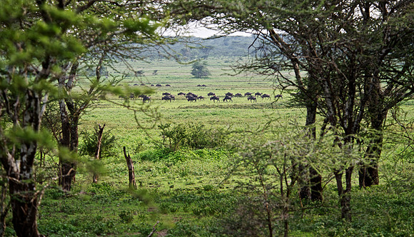 Quintessential Serengeti