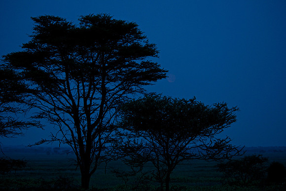 Serengeti Twilight