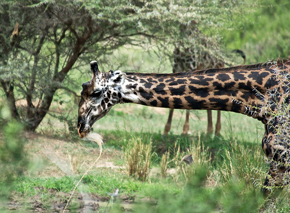 Big Gulp