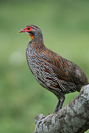 Portrait of a Spur-Fowl