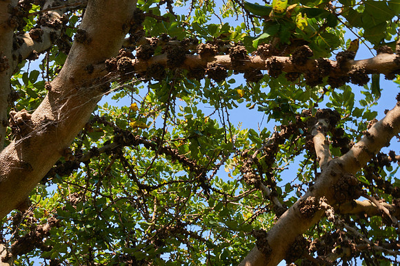 St Johns Bread - Botanic Gardens