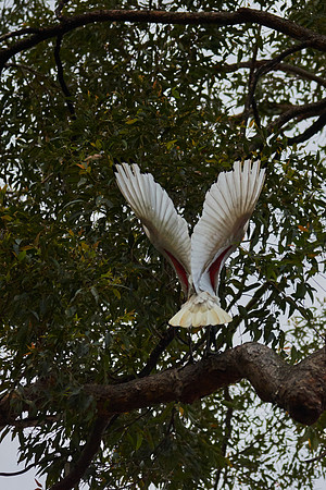 Crane Approach