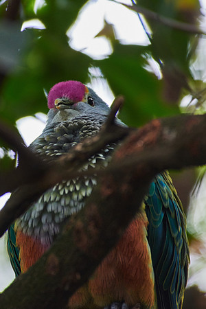 Superb Fruit Dove (Taronga)