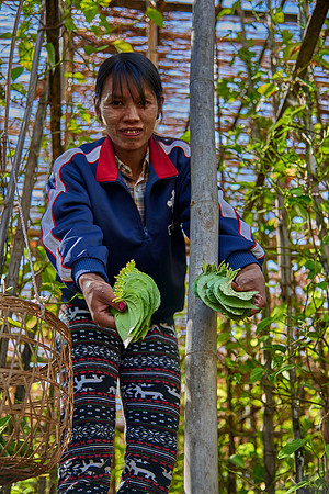 Betel Leaf