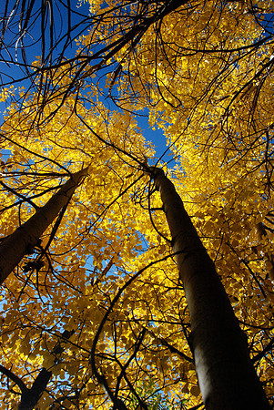Aspen Colors 4