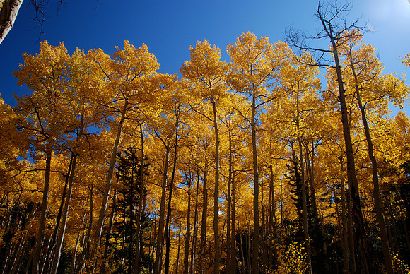 Aspen Colors 2