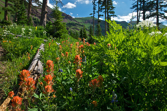 High Country Wildflowers