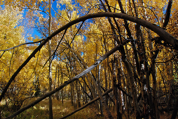Aspen Colors 5
