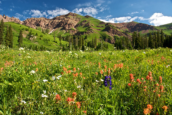 Rustler's Gulch Wildflowers