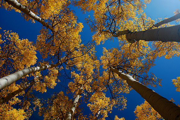 Aspen Colors 1