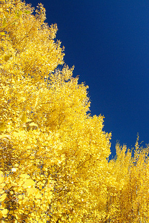 Yellow & Blue