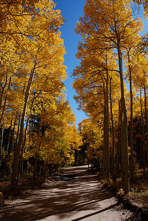 Aspen Colors 3