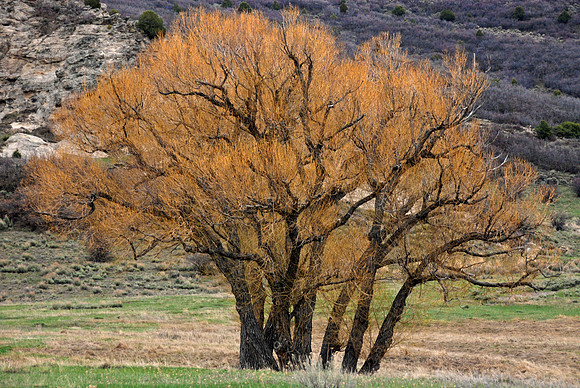 Gambel Oak
