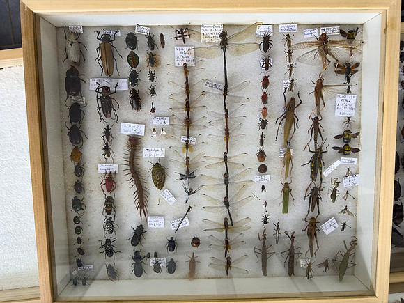 ValBio Collection