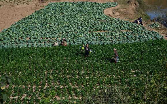 Cabbages, Cabbages