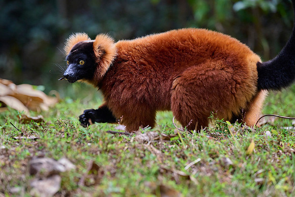 Red Ruffed