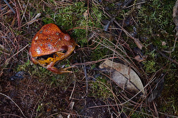Tomato Frog