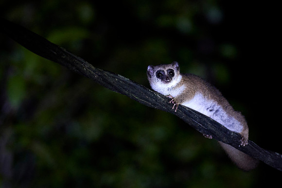 Another Night Climber