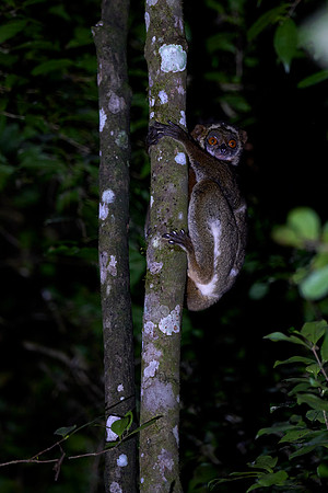 First Night Sighting!