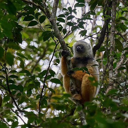 Sifaka