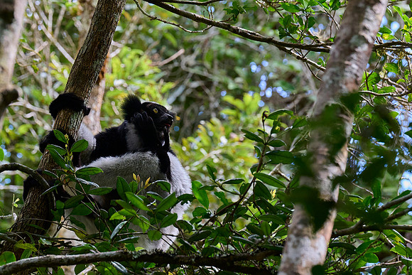 Indri Indri