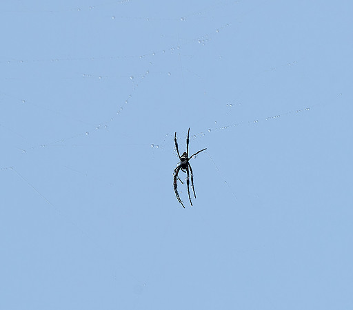 Spider in the Sky