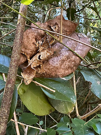 Another Amazing Camouflage