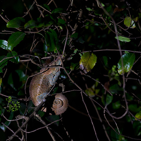 Blue-legged