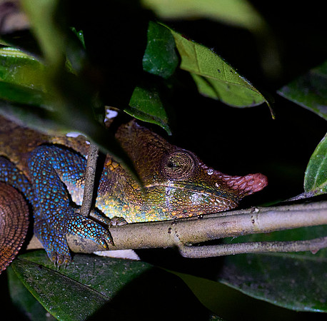 Blue-legged Close-up