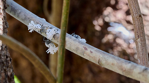 Flatid Planthoppers