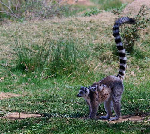 Another Mommy & Baby