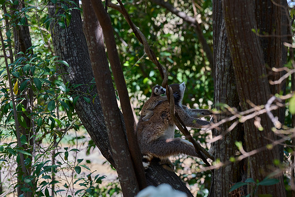 Ring-tail & Baby
