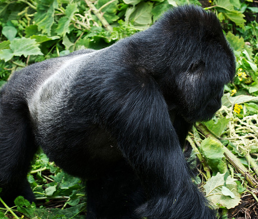Silverback