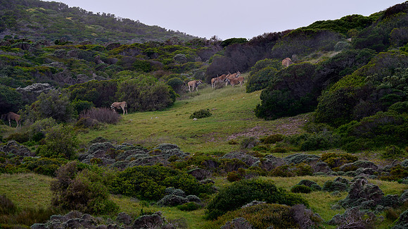Grazing