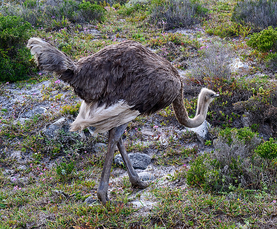 Strutting About