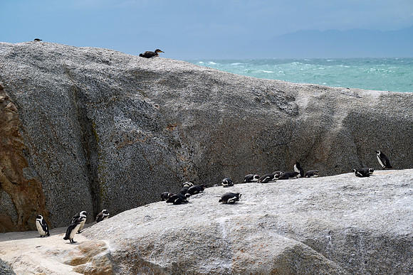 Penguins -- In Africa?