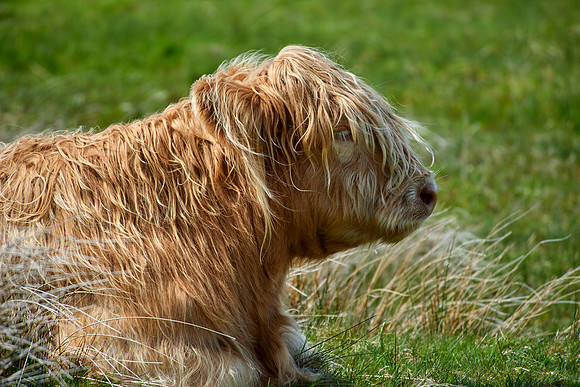 Lady Highland